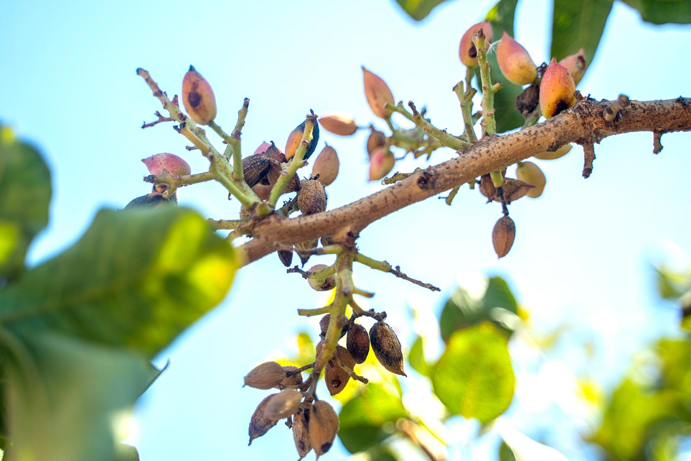 santorinian peanuts