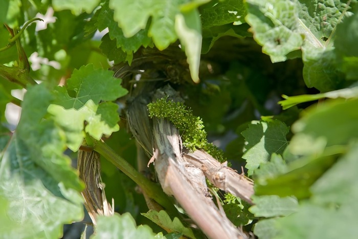 Oldest Vineyards In Santorini