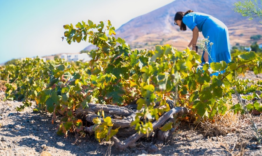 Exploring Vineyard During Wine Tour In Santorini