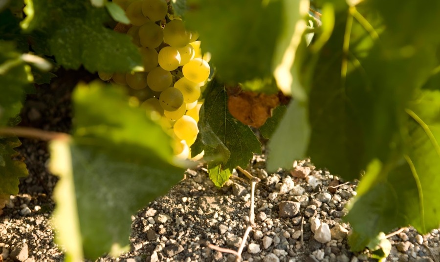 Grapes Santorini Greece