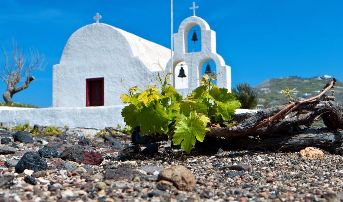 Vineyards in Santorini, Greece