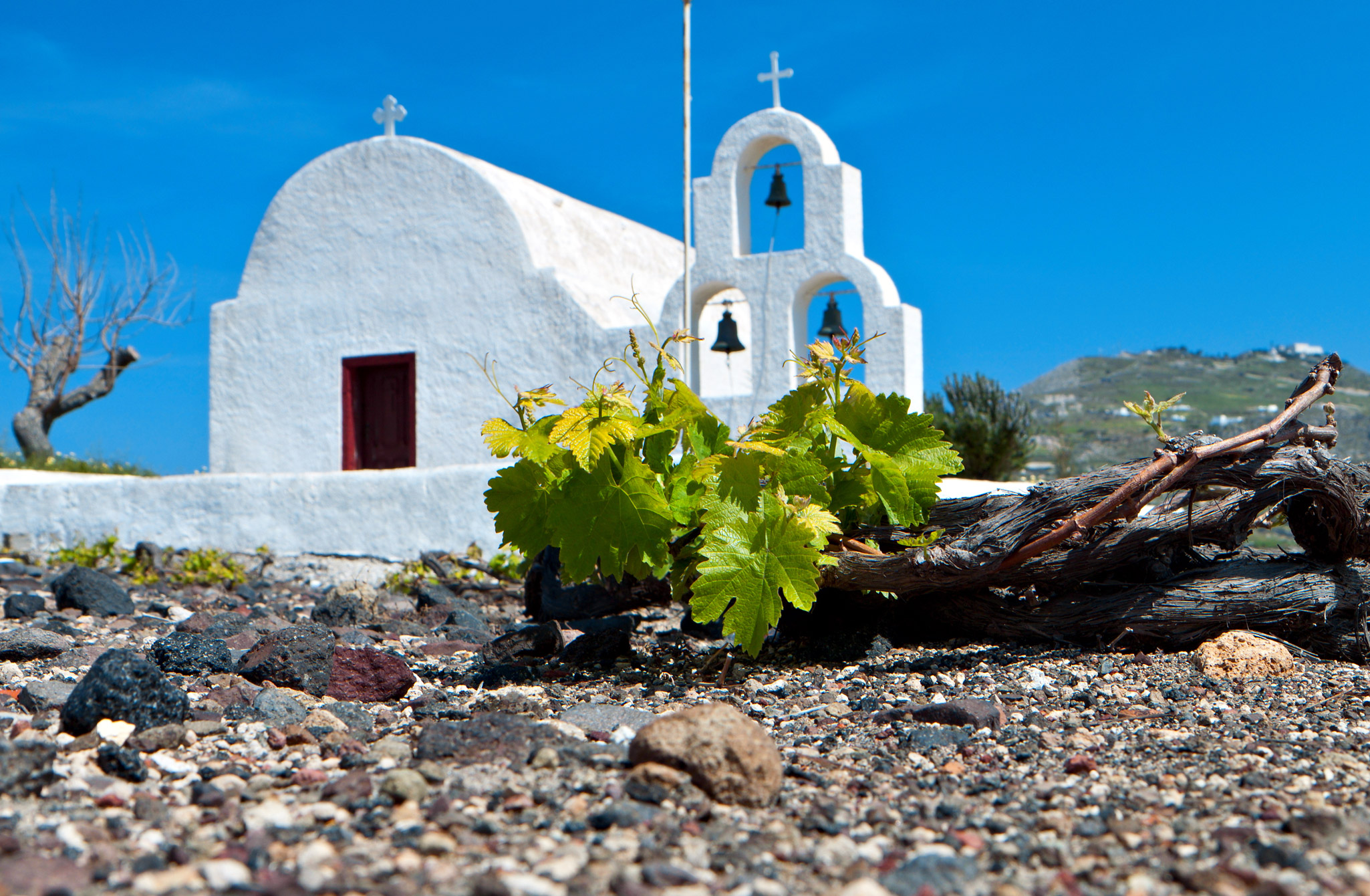 Vineyards in Santorini, Greece